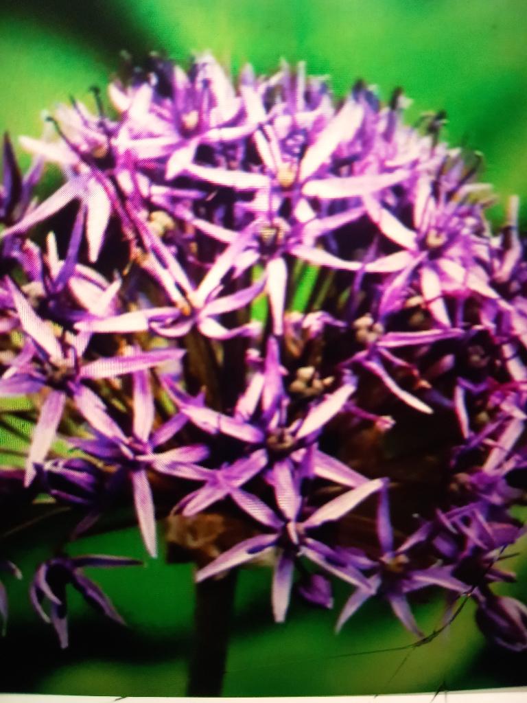 Allium Violet Beauty, Tuin en Terras, Bloembollen en Zaden, Bloembol, Gehele jaar, Volle zon, Ophalen of Verzenden