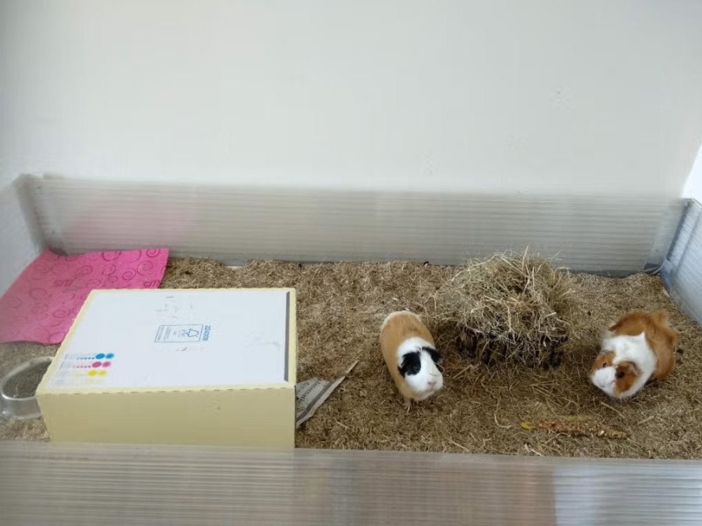 Cavia tafel of schildpadden hok kooi, Ophalen, Kooi, 110 cm of meer, 90 cm of meer