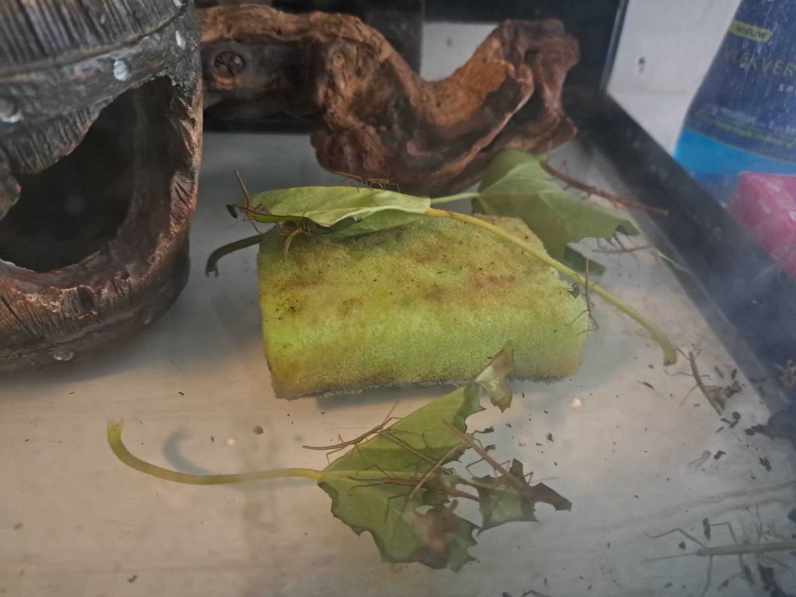 Wandelende takken in alle maten, 10 voor 4 eur, Dieren en Toebehoren, Insecten en Spinnen, Wandelende tak