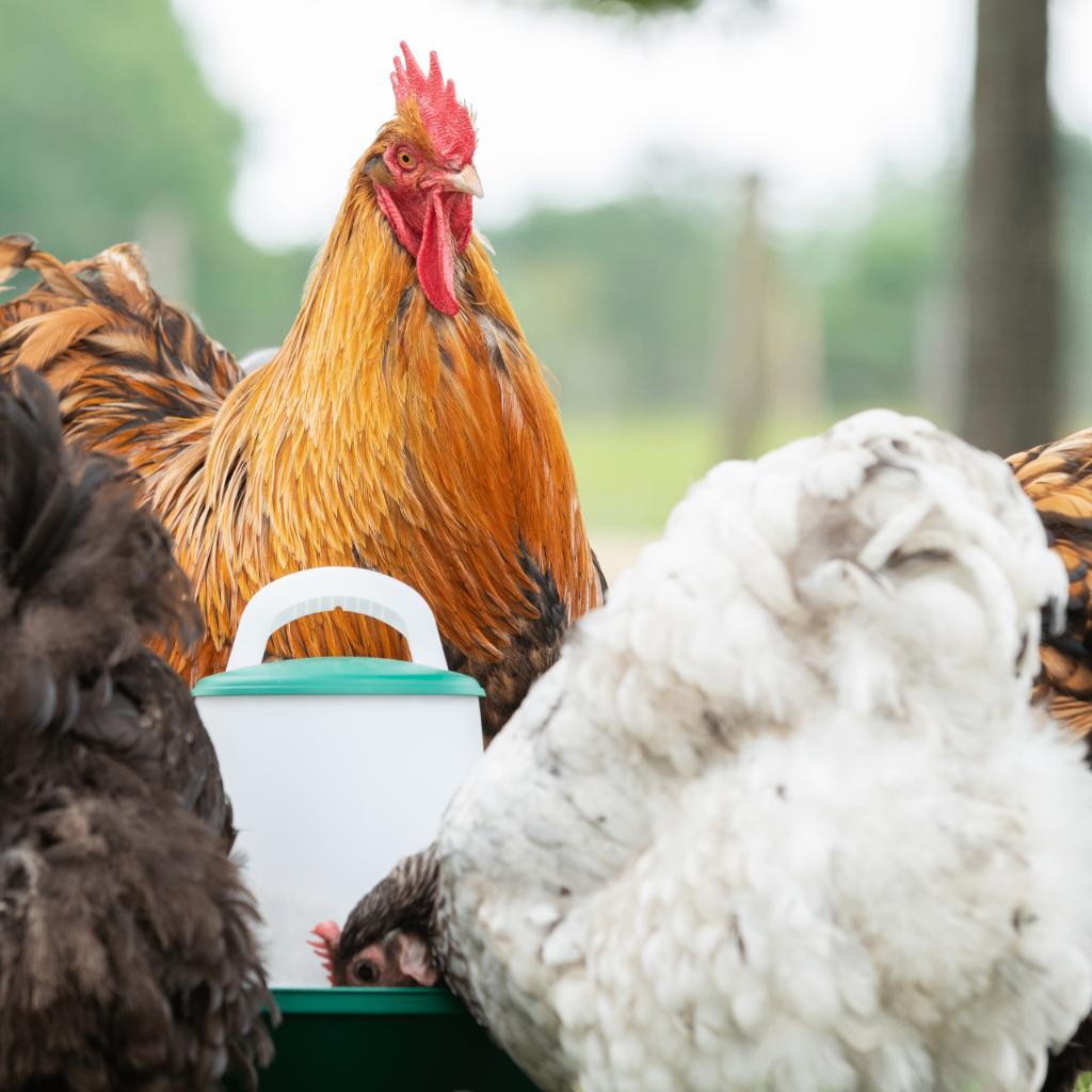 Kippenaccessoires voerbak waterbak trapbak aviaqua robust, Dieren en Toebehoren, Ophalen of Verzenden, Nieuw, Drinken en Voederen