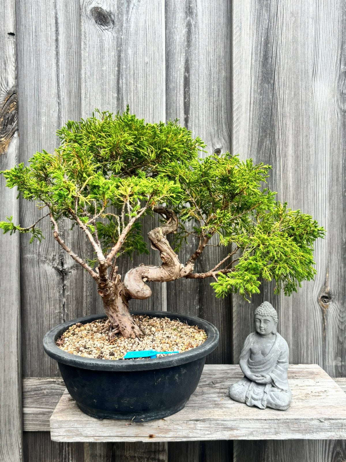 Juniper itoigawa bonsai, Tuin en Terras, Ophalen, Overige soorten, Halfschaduw