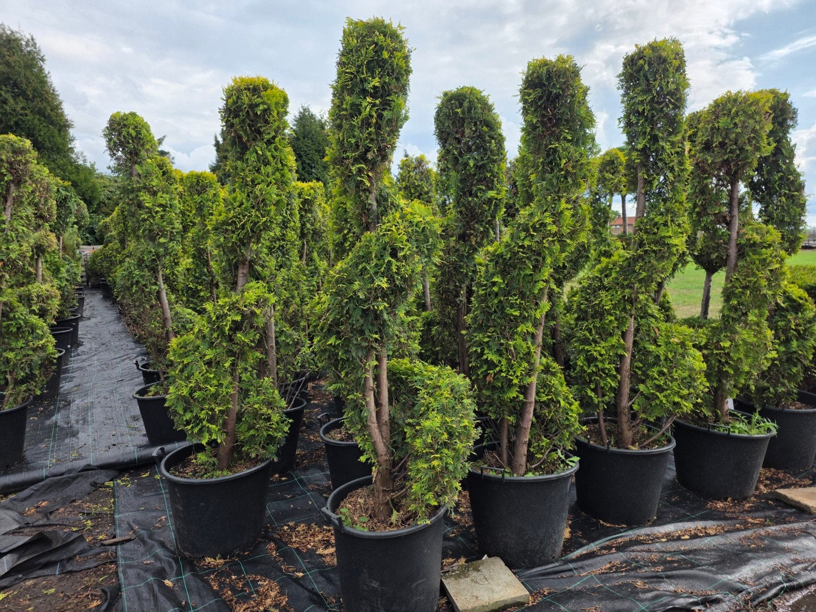 Spiraal Conifeer, Tuin en Terras, Volle zon, Vaste plant, Bloeit niet, Ophalen