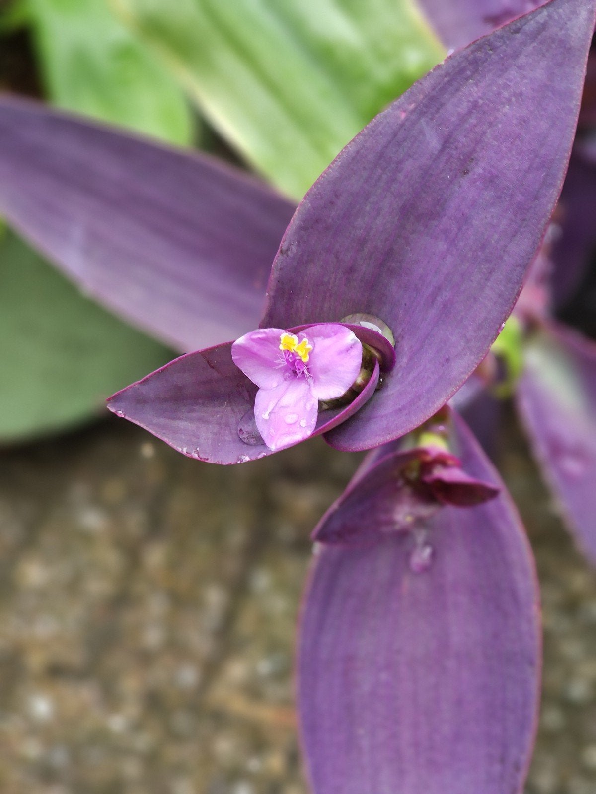 Paarse Hartbloem (Tradescantia pallida 'Purpurea'), Ophalen, Vaste plant, Bodembedekkers, Halfschaduw