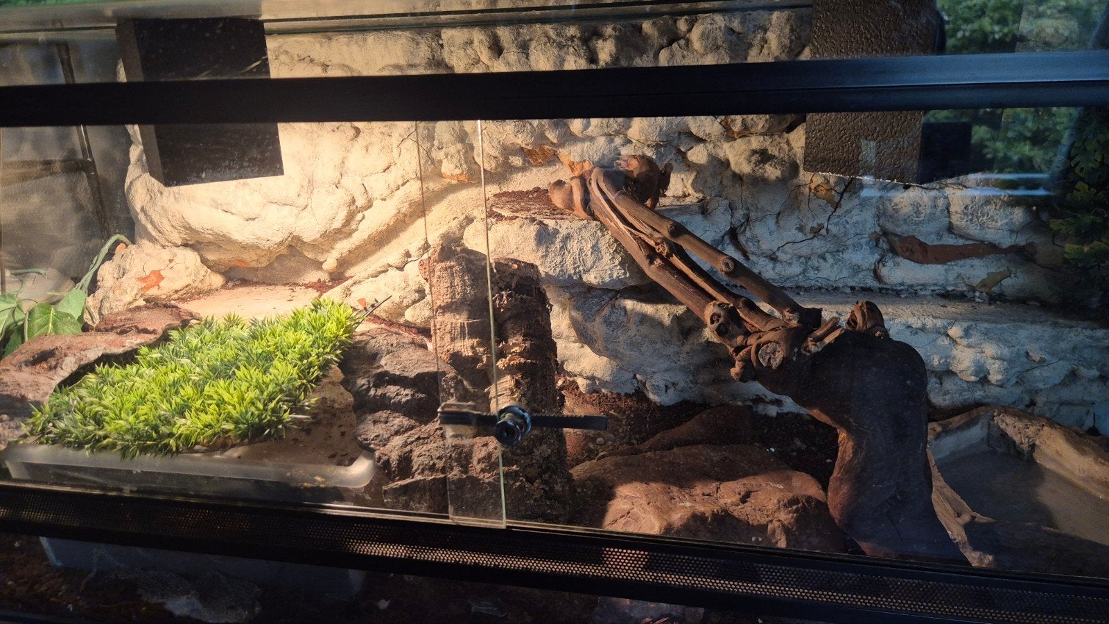 Gezonde mooie roodbruine Rattenslang Rat Snake photo 2