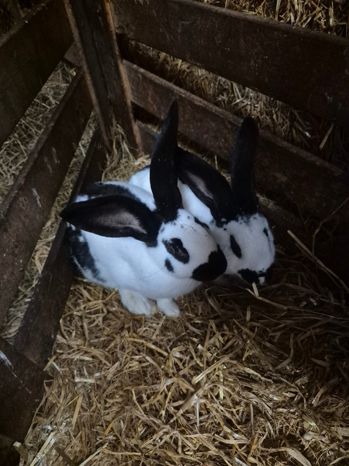 2 lotharinger konijnen, Mannelijk, Groot, 0 tot 2 jaar