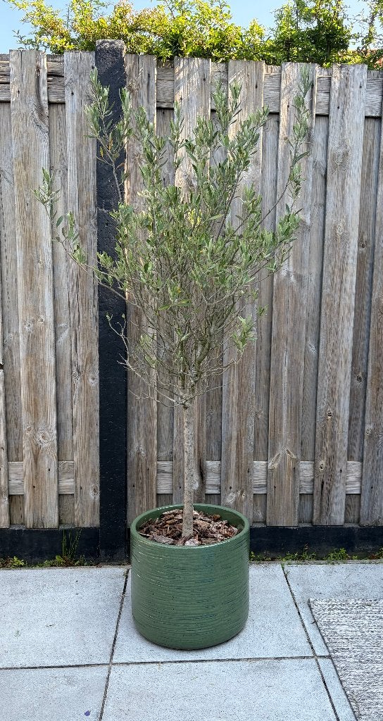 3 buitenplanten met pot: olijfboom, citroenboom, palmwaaier, Ophalen, Tweejarig, Overige soorten, Halfschaduw