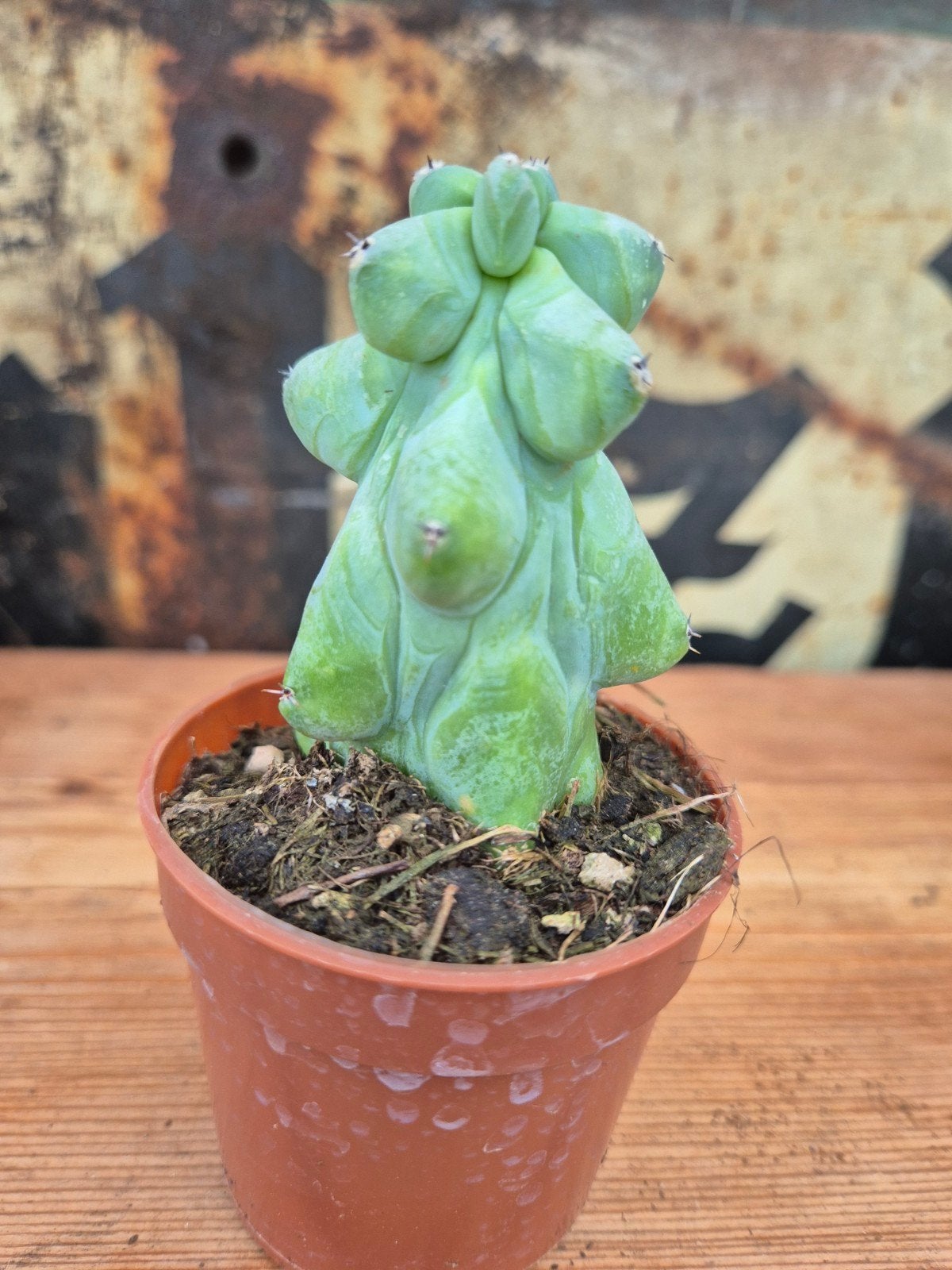 Cactus Myrtillocactus geometrizans Fukurokuryuzinboku p7 (5)