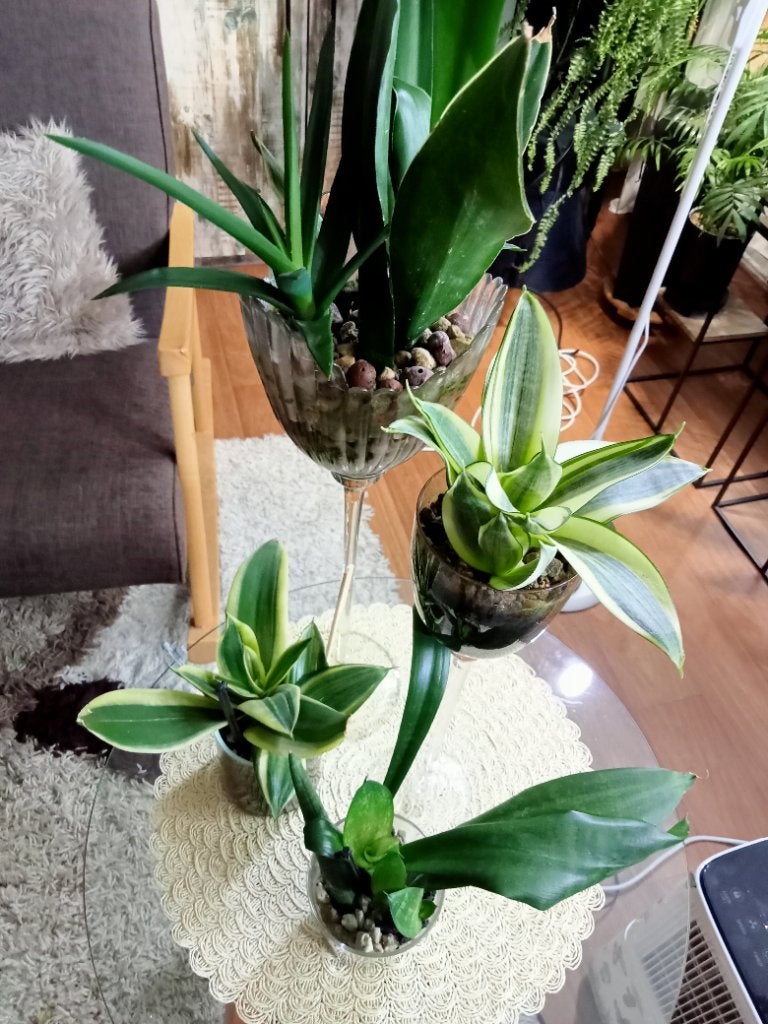 Sansevieria, Ophalen, Halfschaduw, Minder dan 100 cm