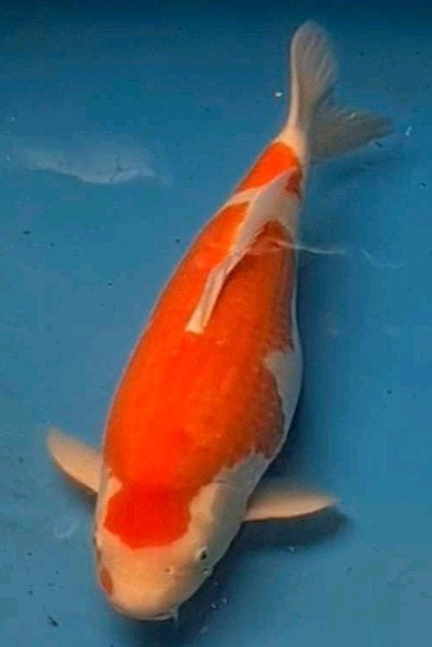 koi Kohaku, Karper of Koi