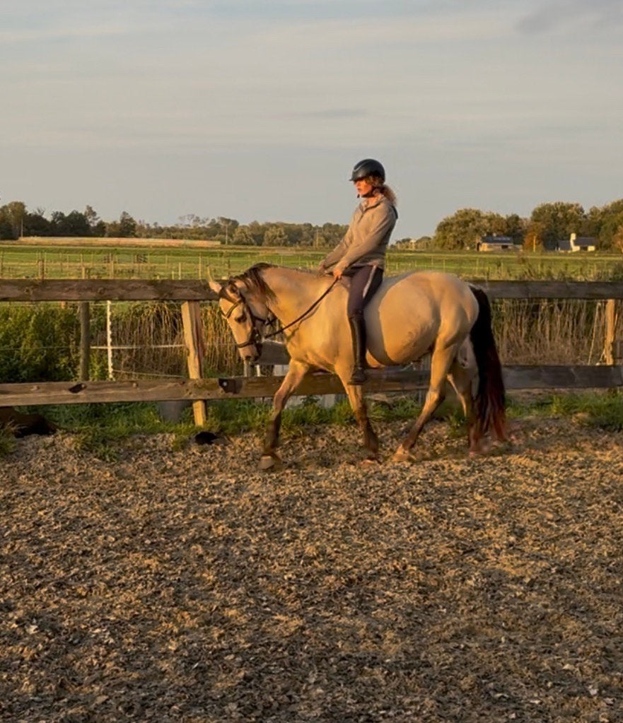Betrouwbare Connemara D pony met een hart van goud, Ruin, B, 3 tot 6 jaar