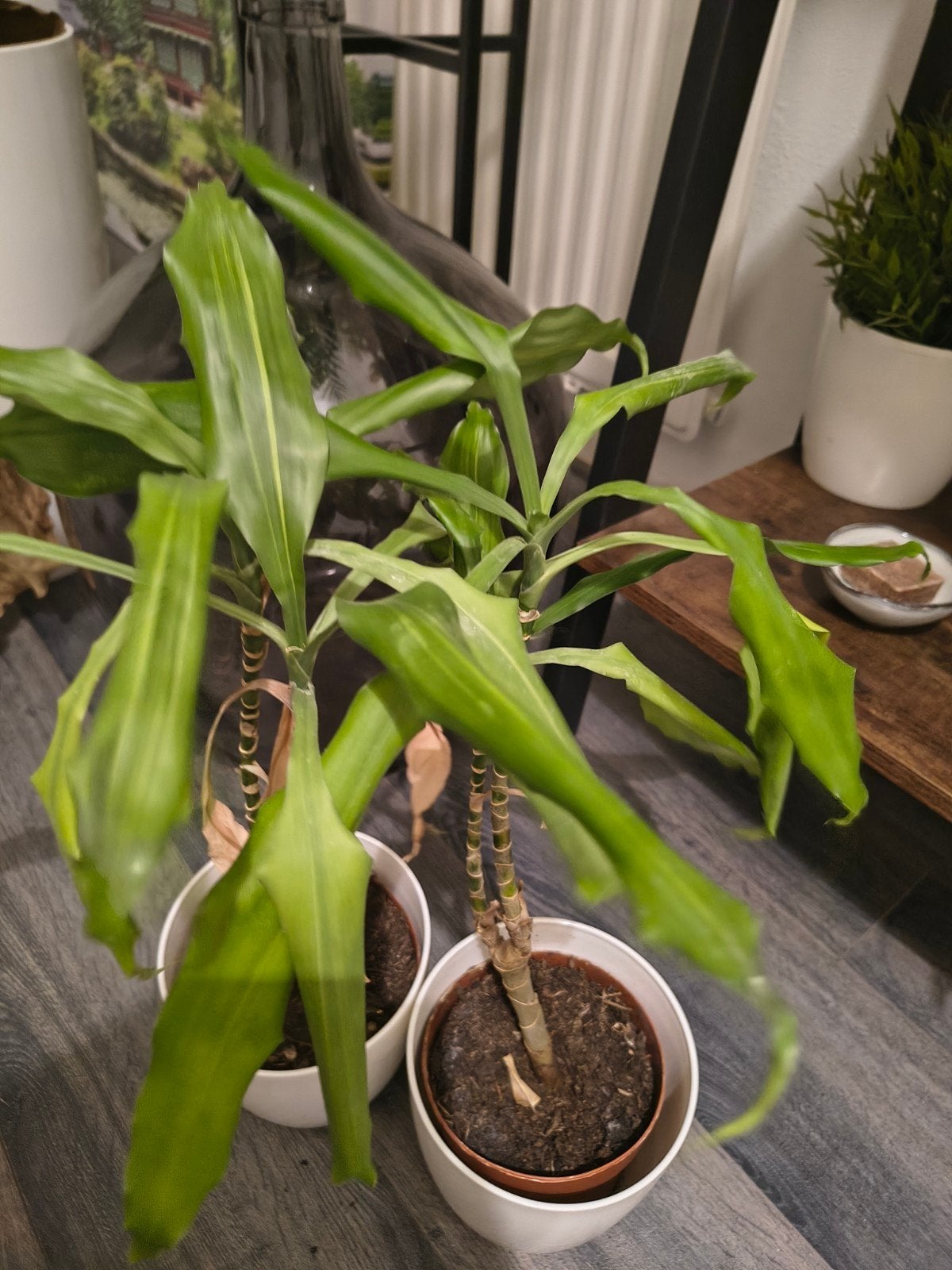 2 Dracaena planten - gratis af te halen, Huis en Inrichting, Kamerplanten, Ophalen, Overige soorten, Minder dan 100 cm, Volle zon