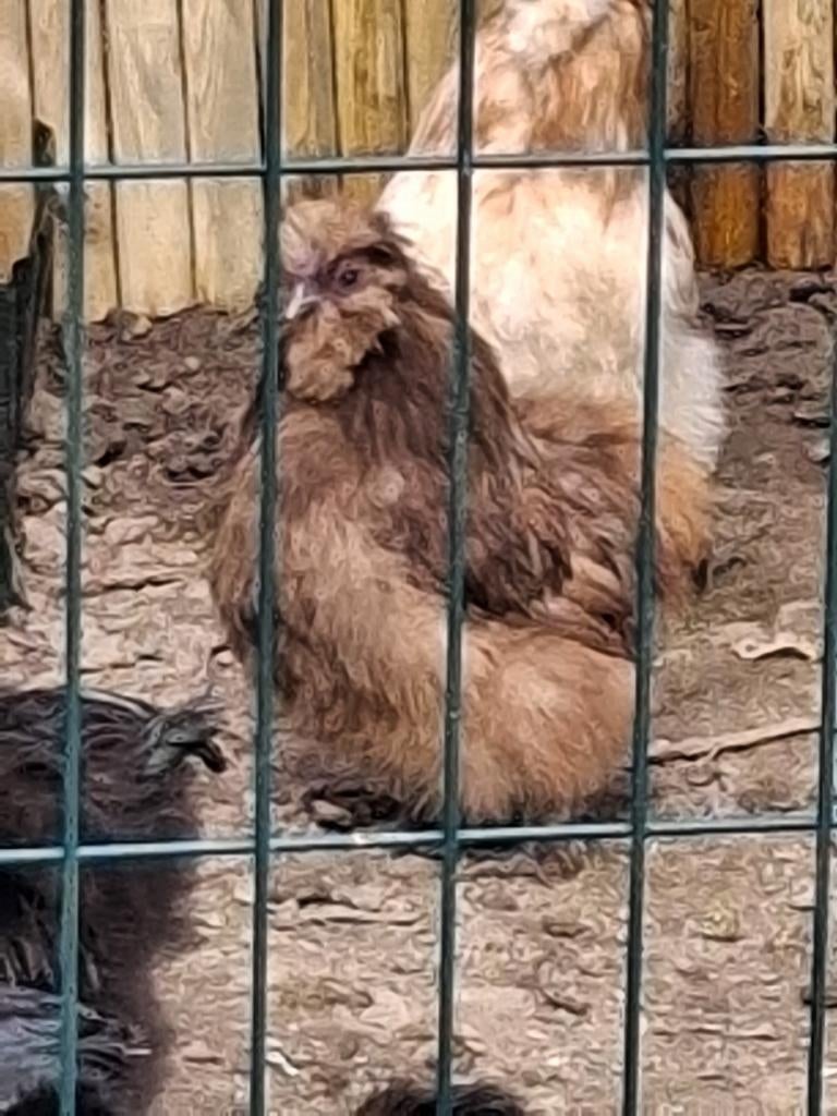 Jonge Haantjes., Dieren en Toebehoren, Pluimvee, Mannelijk, Kip