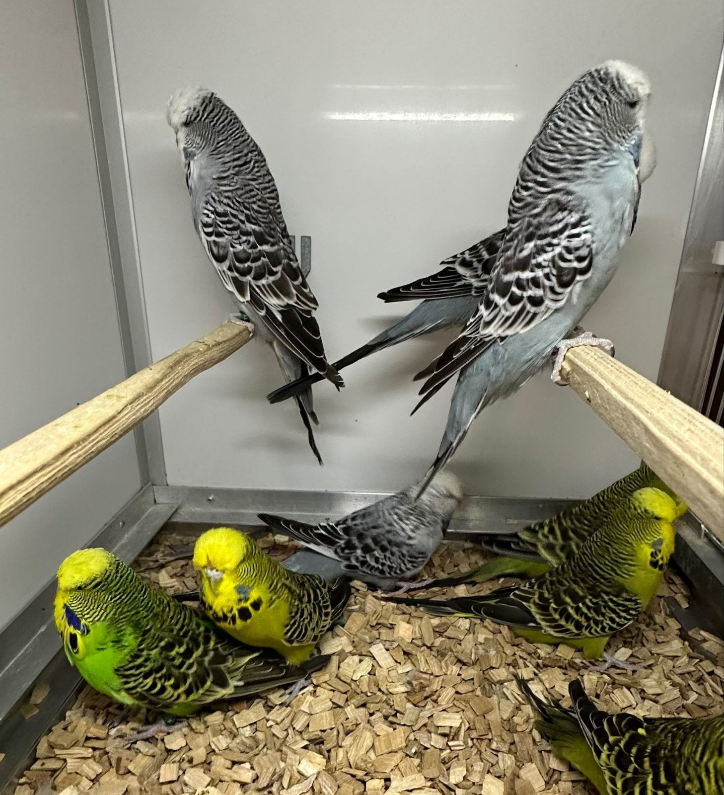Koppels engelse parkieten, Meerdere dieren, Papegaai