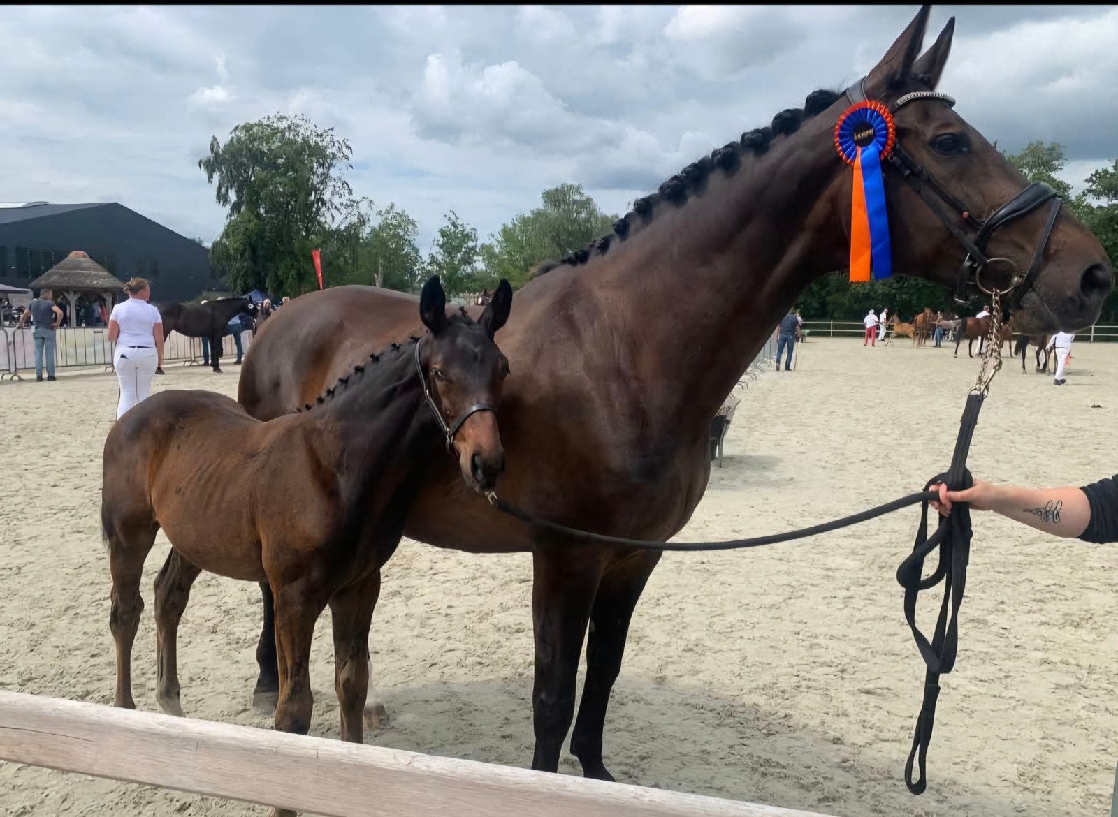 Te koop fok/recreatie merrie, Merrie, Dressuurpaard, 170 tot 175 cm, 11 jaar of ouder