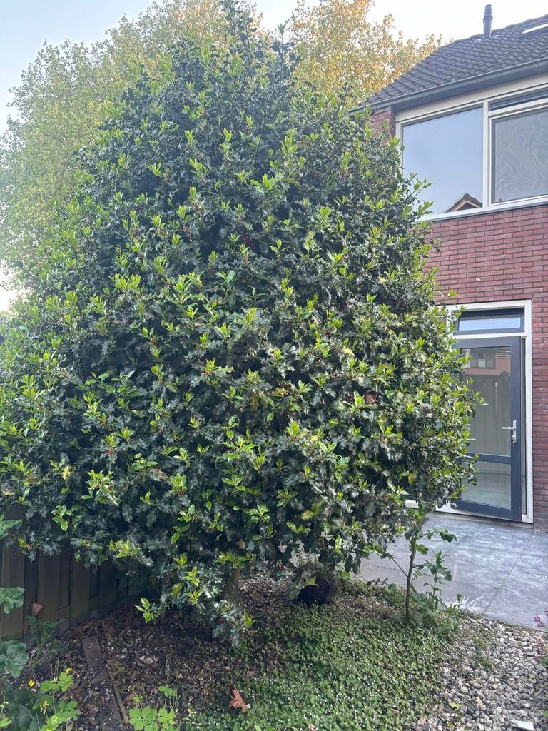 Grote Hulstboom (Ilex aquifolium) met rode bessen, Bloeit niet, Overige soorten, 400 cm of meer, Ophalen