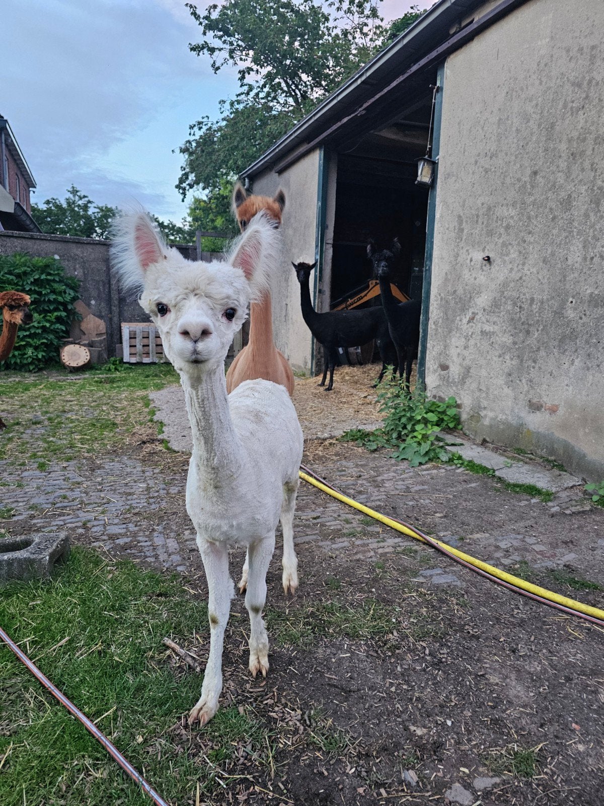 Zeer mooie alpaca hengst te koop, Juli, Mannelijk