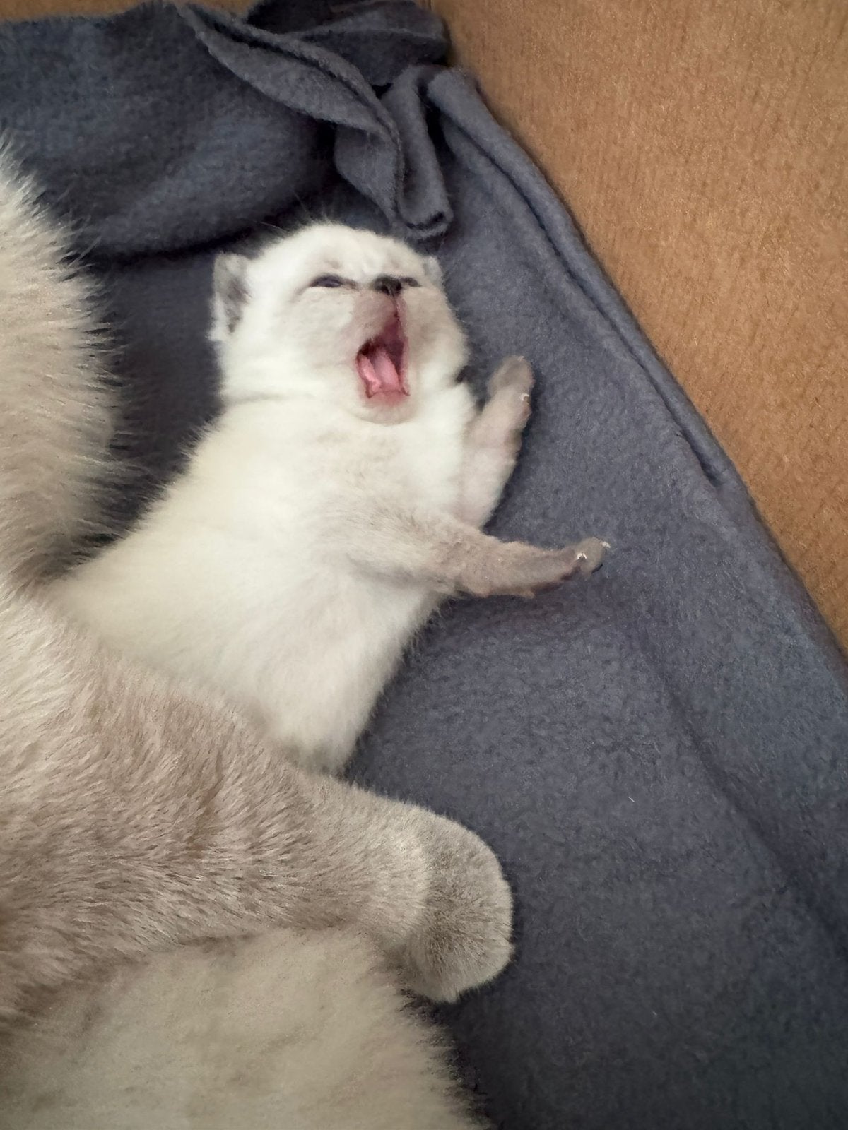 Britse colourpoint kittens mogen hun nestje verlaten, Dieren en Toebehoren, Katten en Kittens | Raskatten | Korthaar, Meerdere dieren