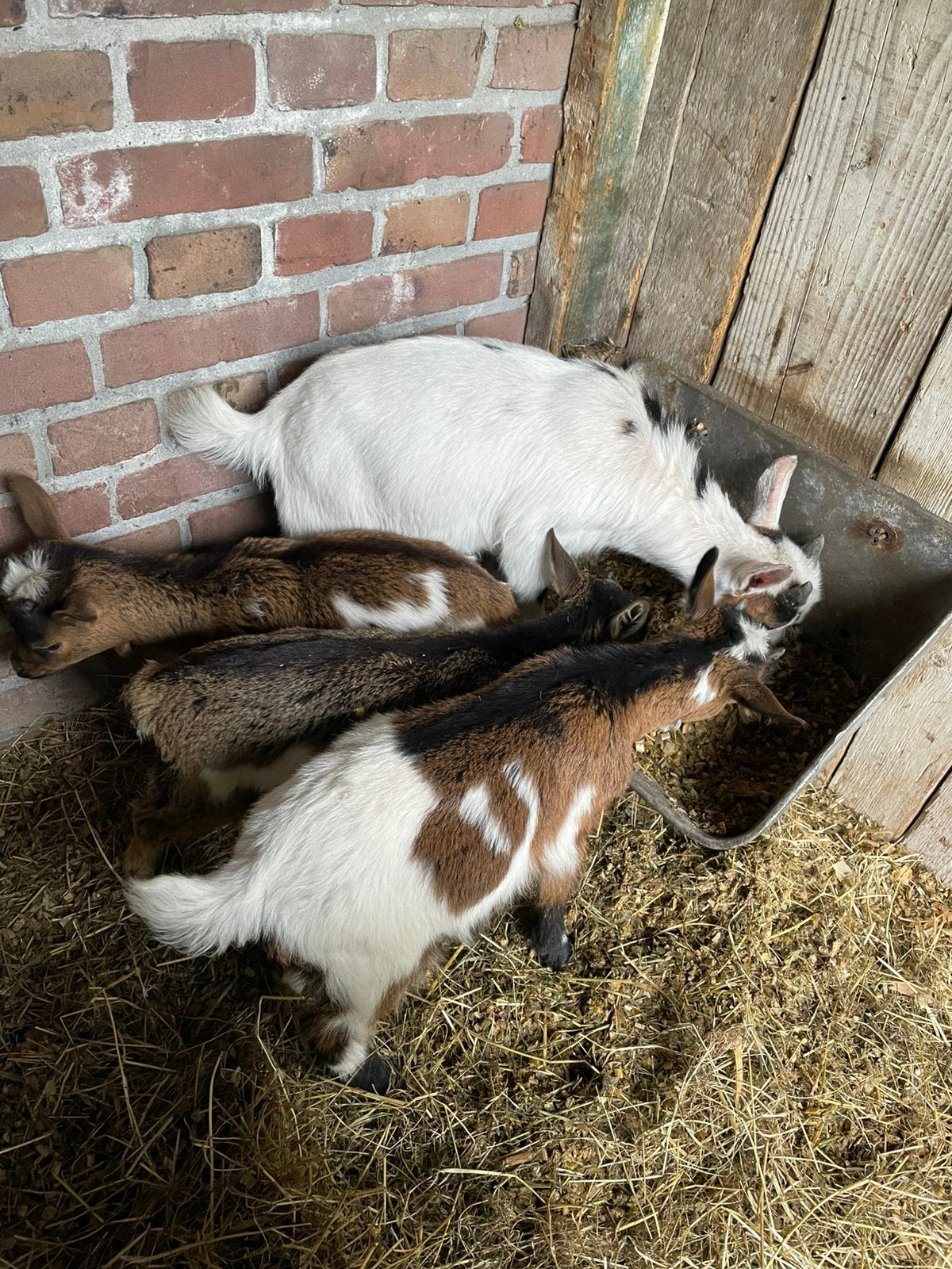 4 dwerggeit bokjes tekoop., Dieren en Toebehoren, Mannelijk, Geit, 0 tot 2 jaar