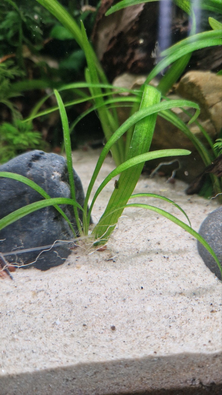 aquarium planten, Dieren en Toebehoren, Ophalen