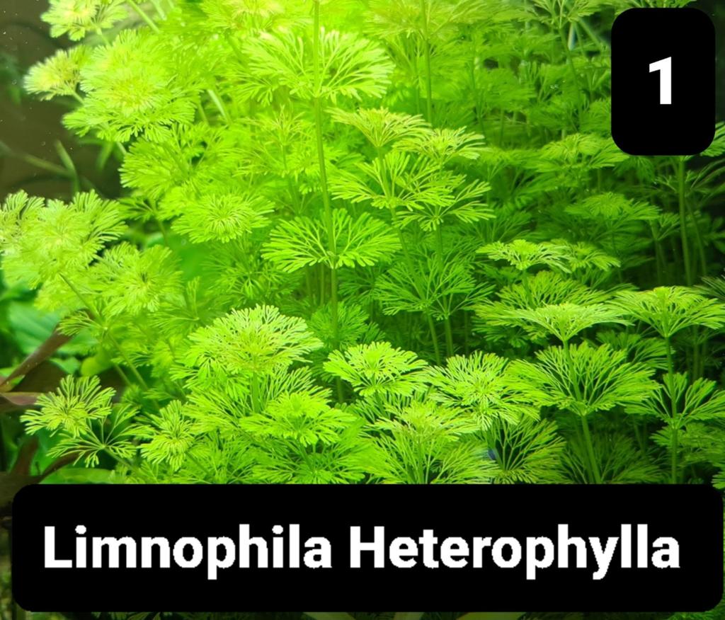 Aquariumplanten, Dieren en Toebehoren, Vissen | Aquaria en Toebehoren, Ophalen of Verzenden, Nieuw, Plant(en), Steen of Hout