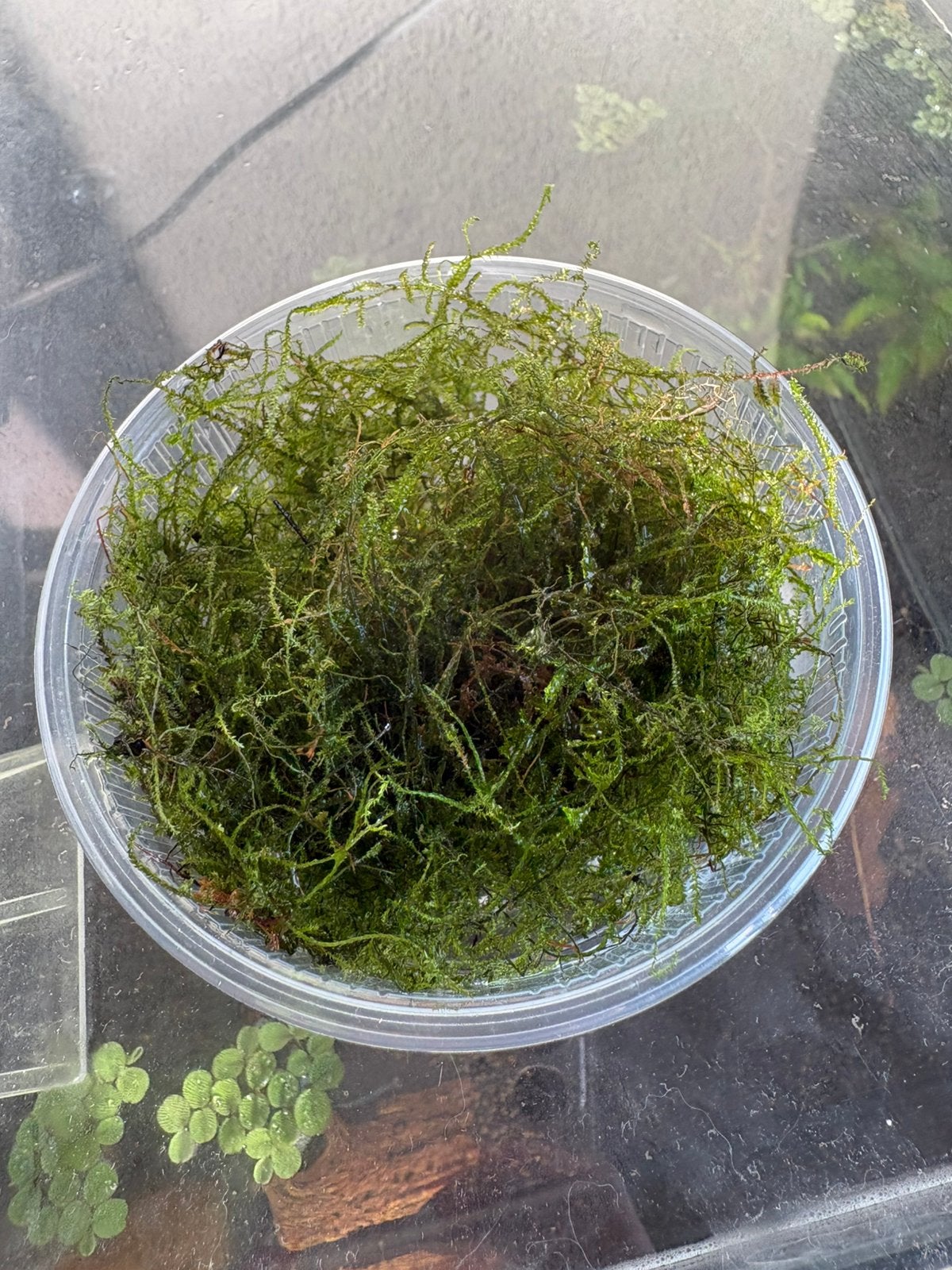 Javamos, Dieren en Toebehoren, Vissen | Aquaria en Toebehoren, Ophalen of Verzenden, Inclusief planten, Nieuw, Plant(en), Steen of Hout