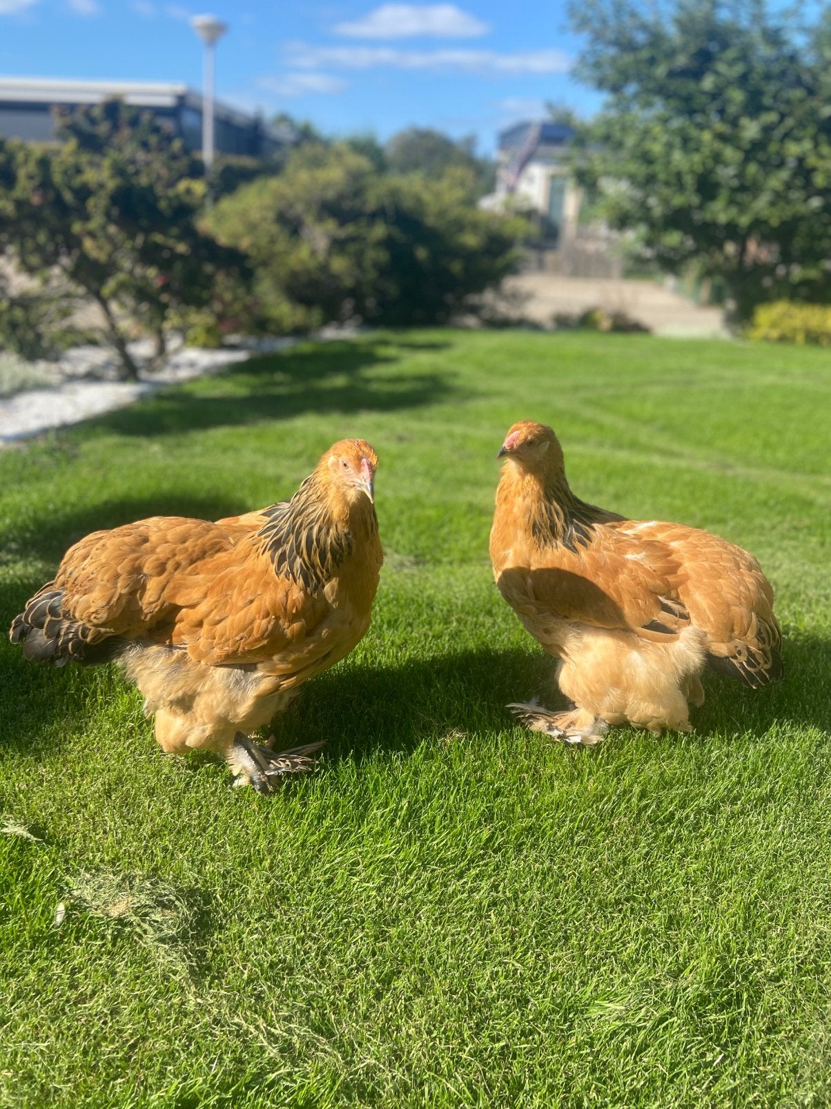 Brahma groothoender hennen, Dieren en Toebehoren, Pluimvee, Meerdere dieren, Kip