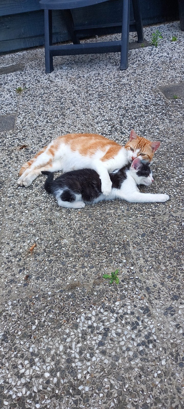 Lieve kitten (katertje), Poes, Kortharig, 0 tot 2 jaar