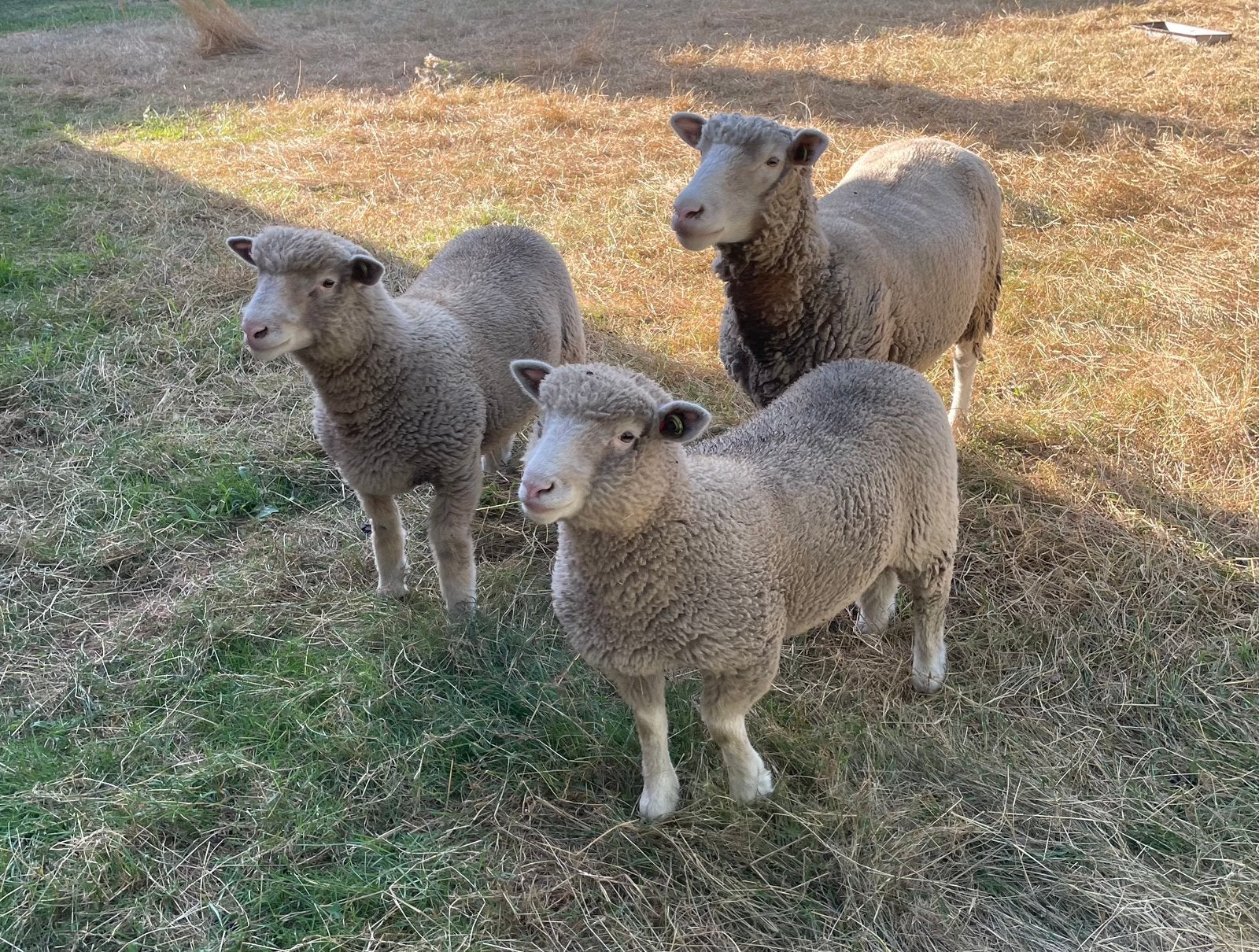 Poll dorset ooi, Vrouwelijk, Schaap