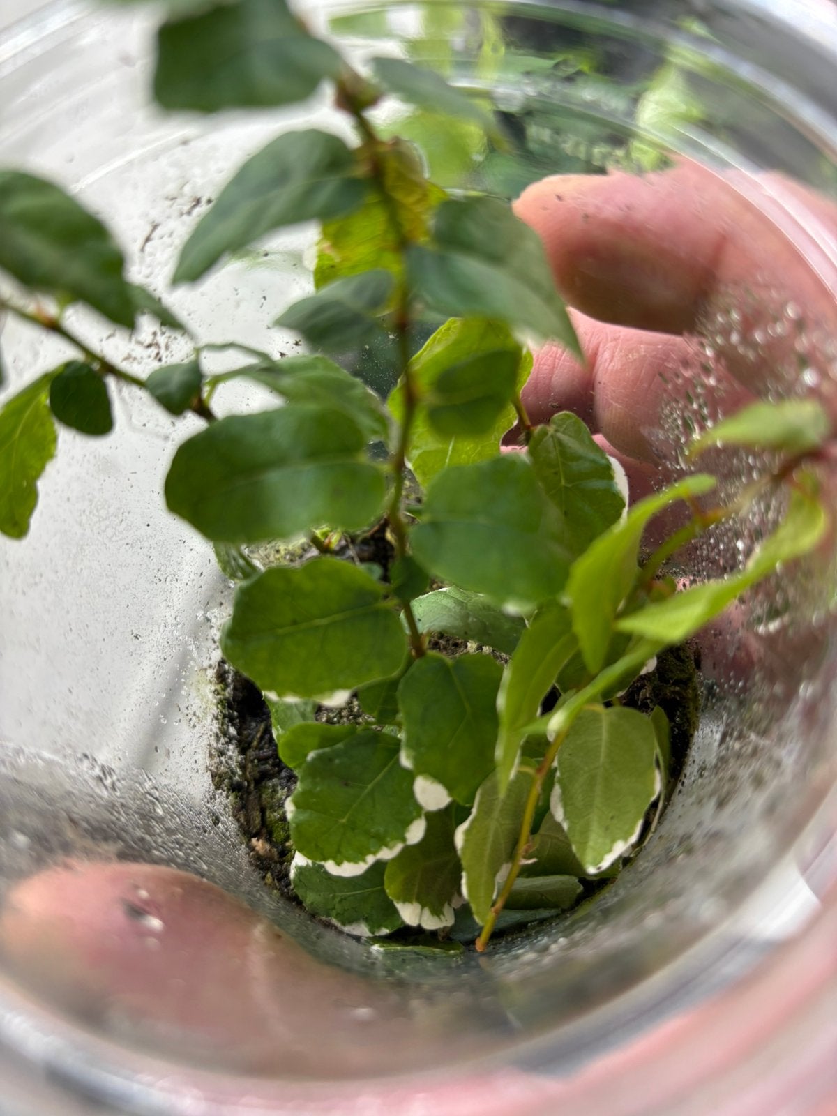 Terrariumplant ficus white sunny, Ophalen of Verzenden, Ficus, Halfschaduw, Minder dan 100 cm
