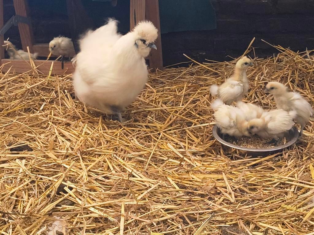 Zijde hoen kip, Dieren en Toebehoren, Pluimvee, Meerdere dieren, Kip