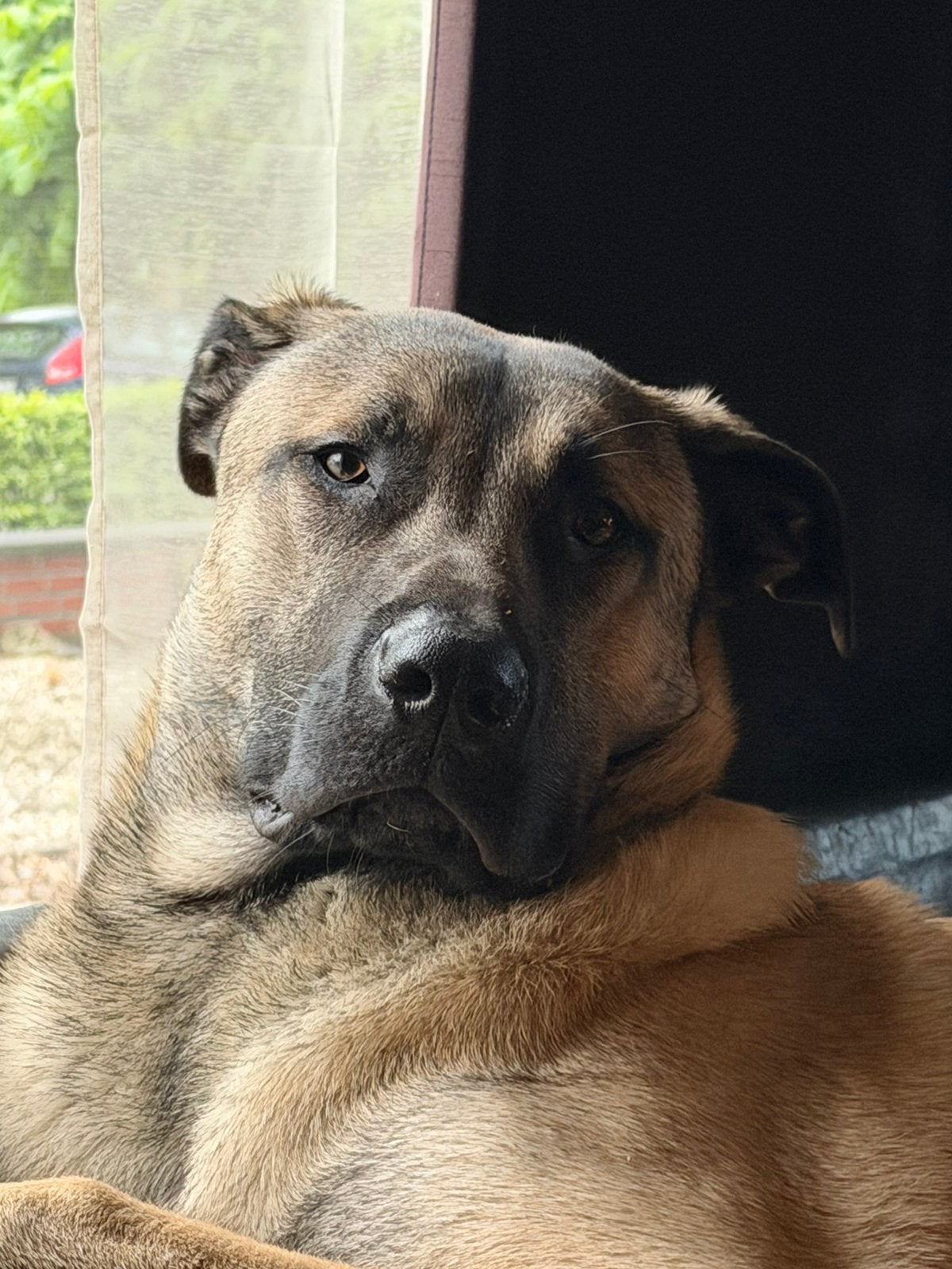 Lieve Kangal, 15 weken tot 1 jaar, Parvo, Eén hond, Nederland