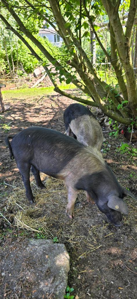 Vleesvarkens te koop 2x, Dieren en Toebehoren, Vrouwelijk, Varken, 0 tot 2 jaar