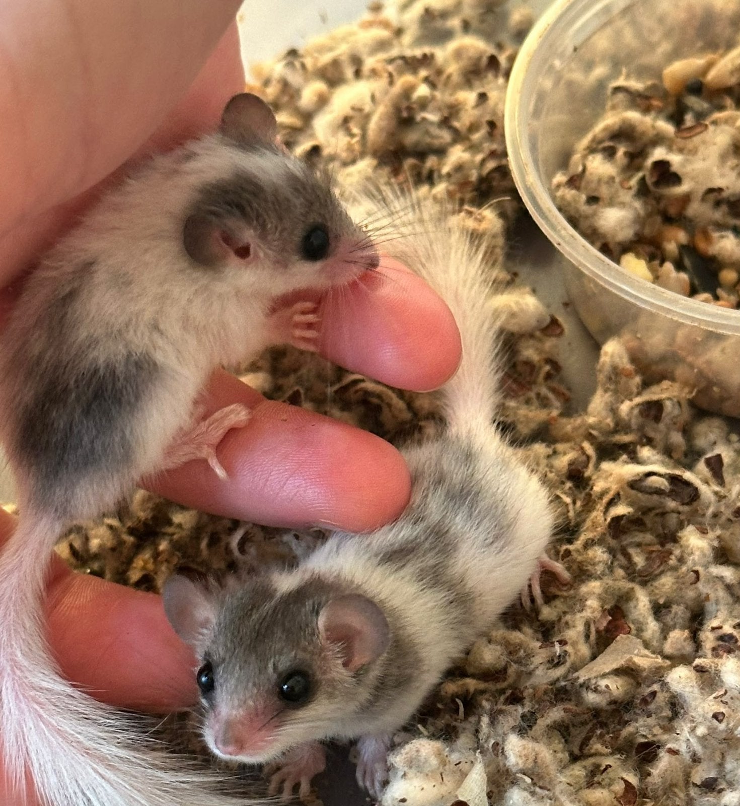 Afrikaanse dwergrelmuizen, Juni, Meerdere dieren, Overige typen, Tam
