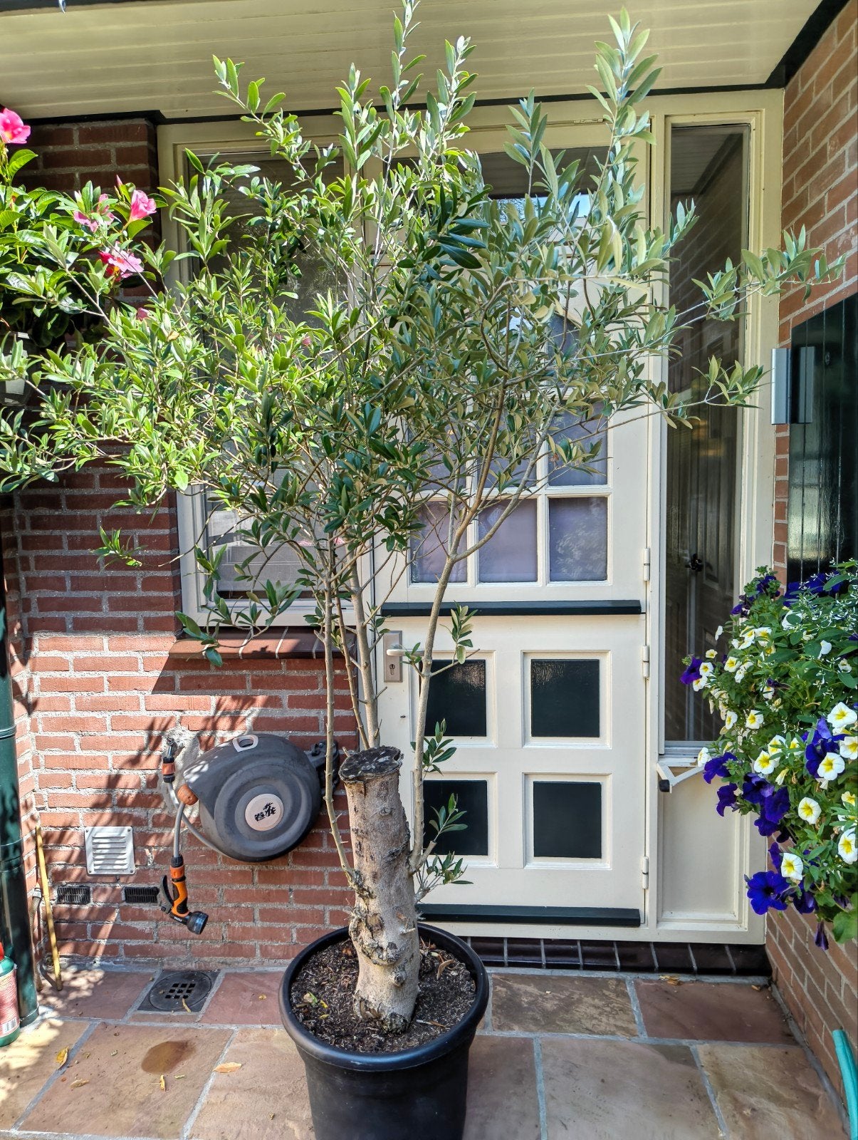 Olijfboom 2.30 hoog, Tuin en Terras, Bloeit niet, 100 tot 250 cm, Olijfboom, Ophalen