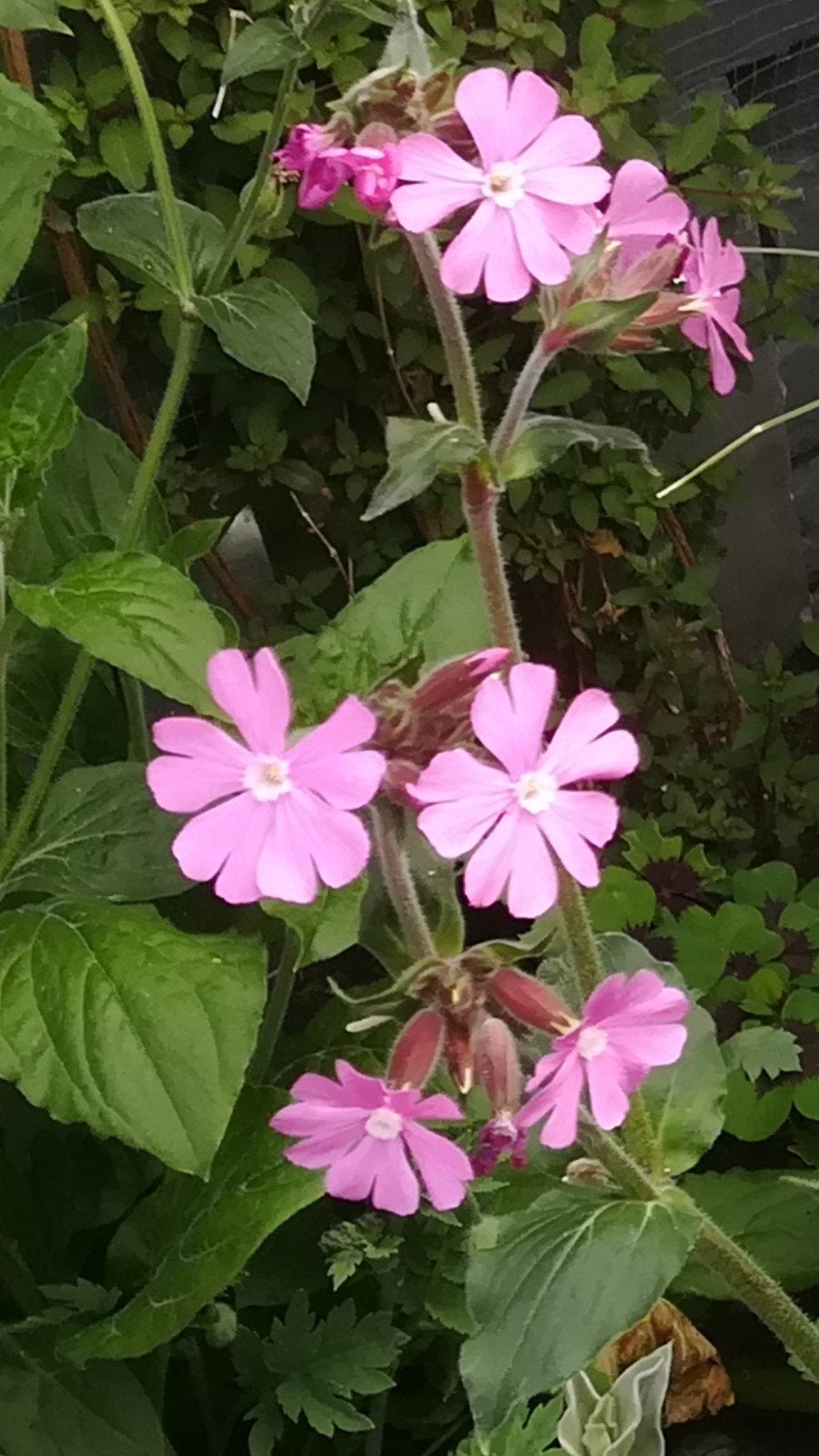 Dagkoekoeksbloem, Silene dioica, Tuin en Terras, Verzenden, Volle zon
