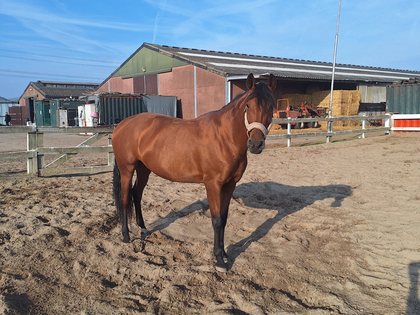 Verkoop Beauty, Dieren en Toebehoren, B, Dressuurpaard, 7 tot 10 jaar, 165 tot 170 cm