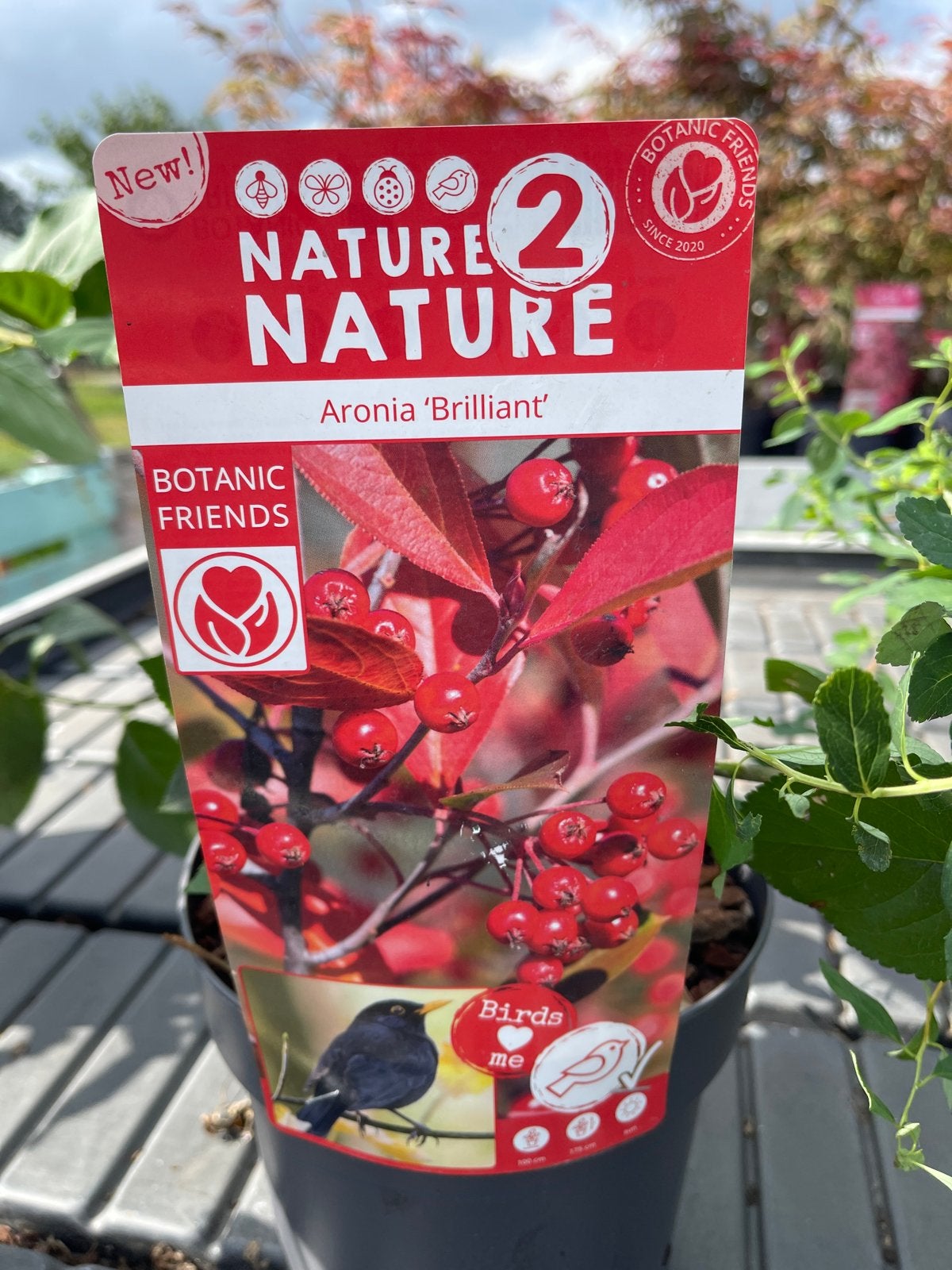 Aronia 'Brilliant' - Appelbes voor biodiversiteit, Ophalen, Volle zon, Vaste plant, Fruitplanten
