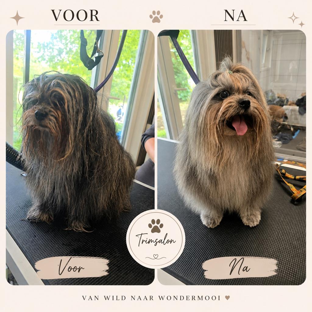 Trimsalon voor u hond, Trimmen of Verzorging