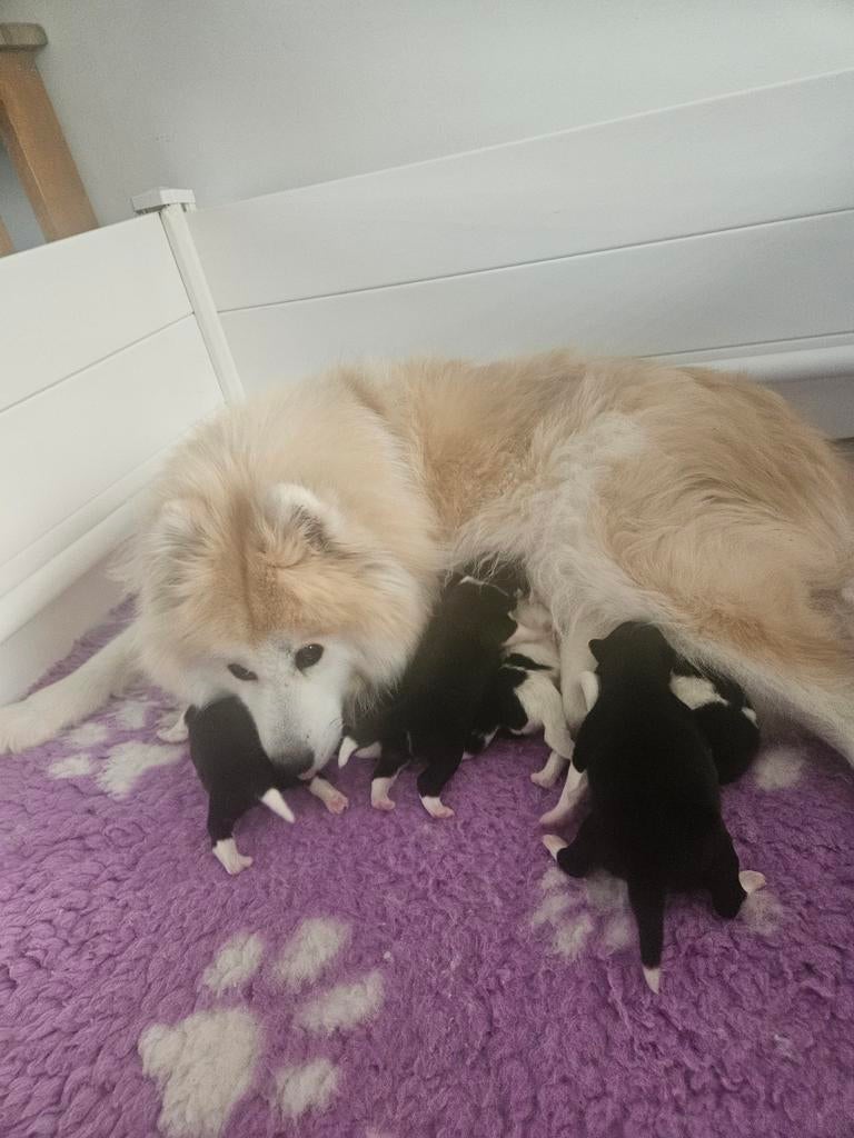 Pups samojeed  met een vleugje kleur, Dieren en Toebehoren, 8 tot 15 weken, Teef, Poolhond, Meerdere
