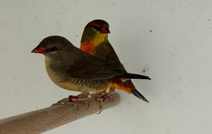 Goudbuikje - Amandava subflava, Dieren en Toebehoren, Vogels | Overige Vogels, Meerdere dieren, Tropenvogel, Geringd