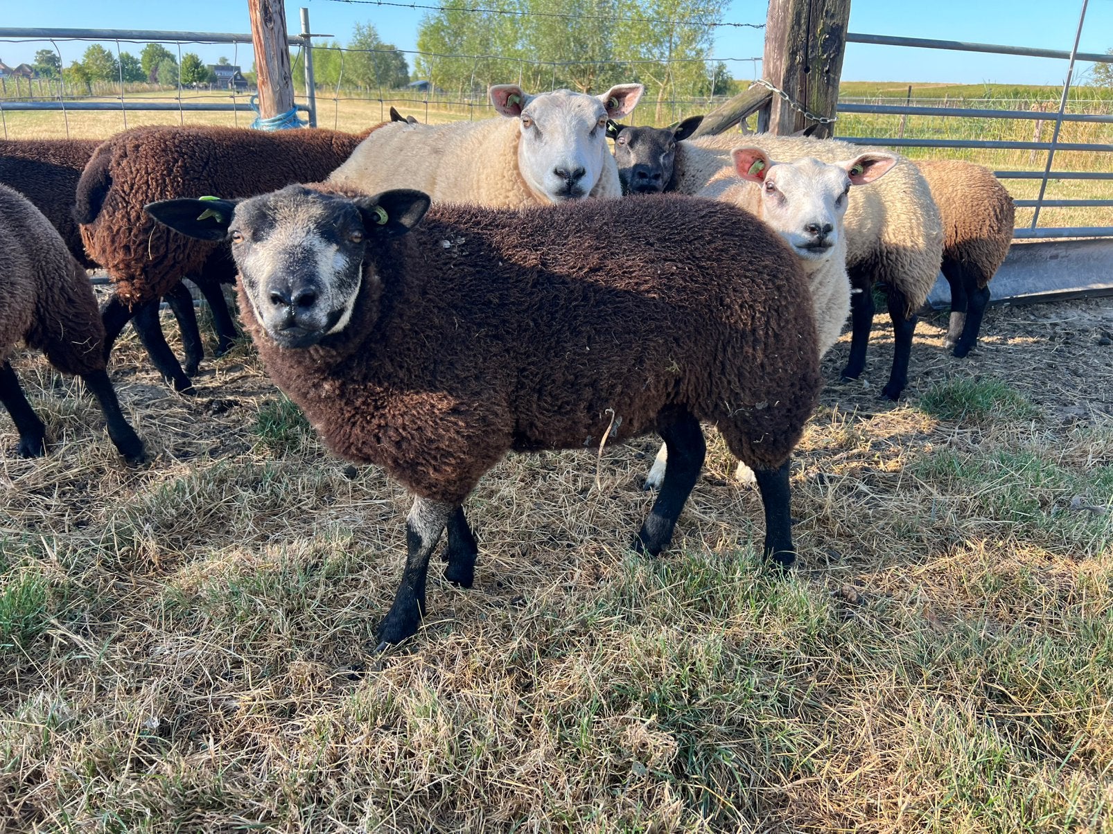 6 (fok)ooien te koop Texelaar, Dieren en Toebehoren, Vrouwelijk, Schaap