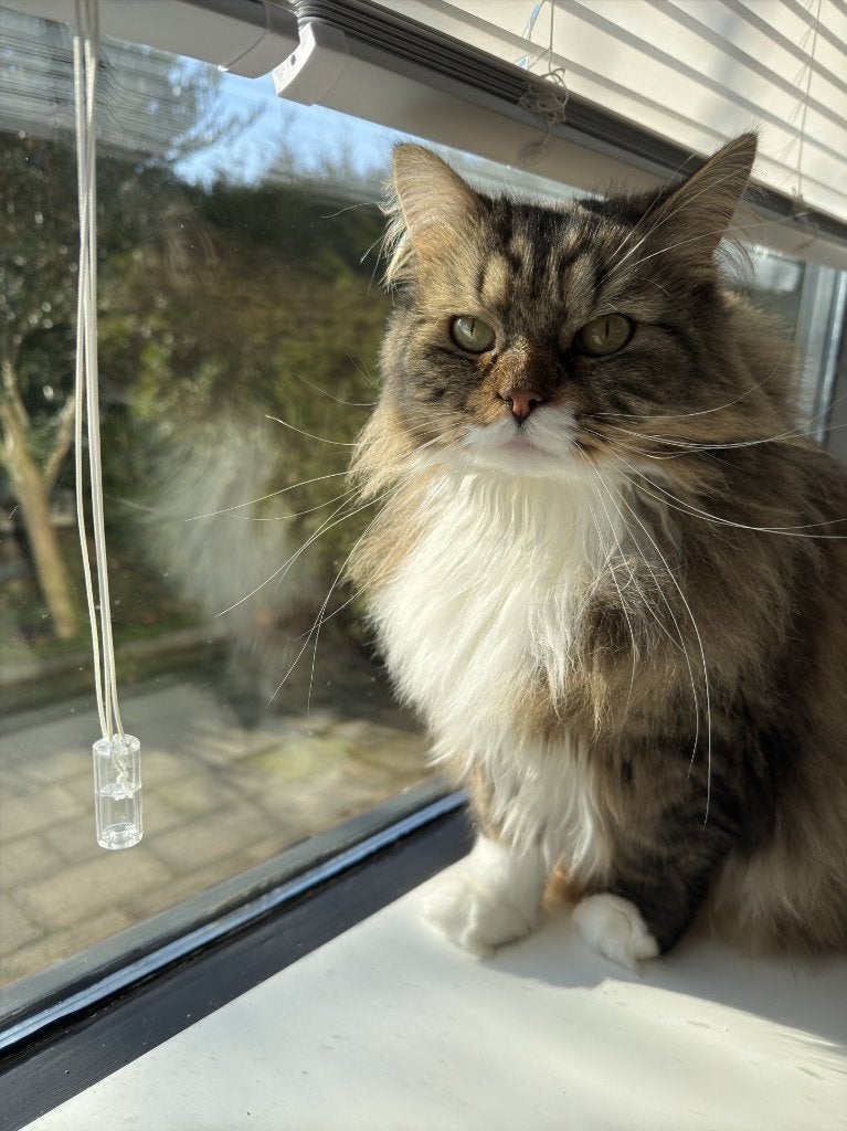Niet meer vermist!: Kater Rijk, Arnhem - Siberisch uiterlijk, Kater, Langharig, 3 tot 5 jaar