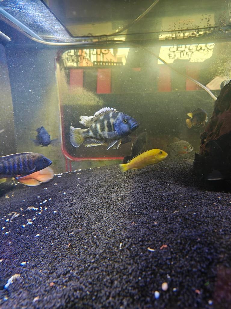 Luipaard Malawi Cichlide (NIMBOCHROMIS VENUSTUS
), Dieren en Toebehoren, Vissen | Aquariumvissen, Vis
