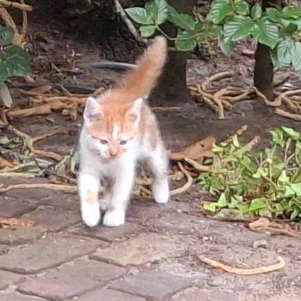 Kittens
