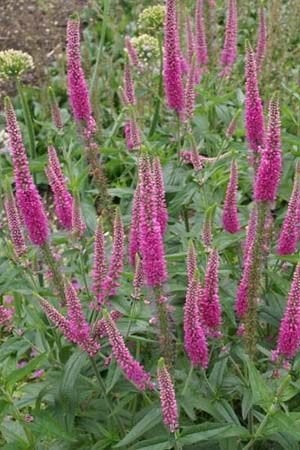 Zaden Veronica spicata roze, Tuin en Terras, Ophalen of Verzenden, Volle zon
