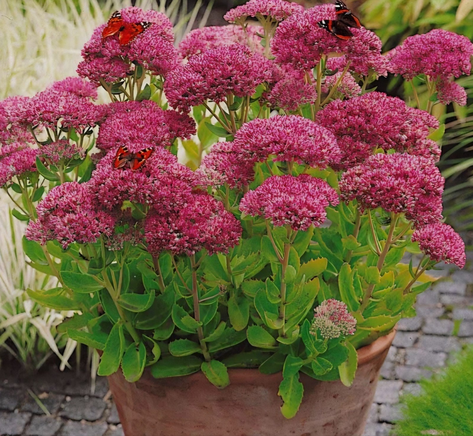 Vetplanten Hemelsleutel, Tuin en Terras, Planten | Tuinplanten, Ophalen, Overige soorten, Volle zon