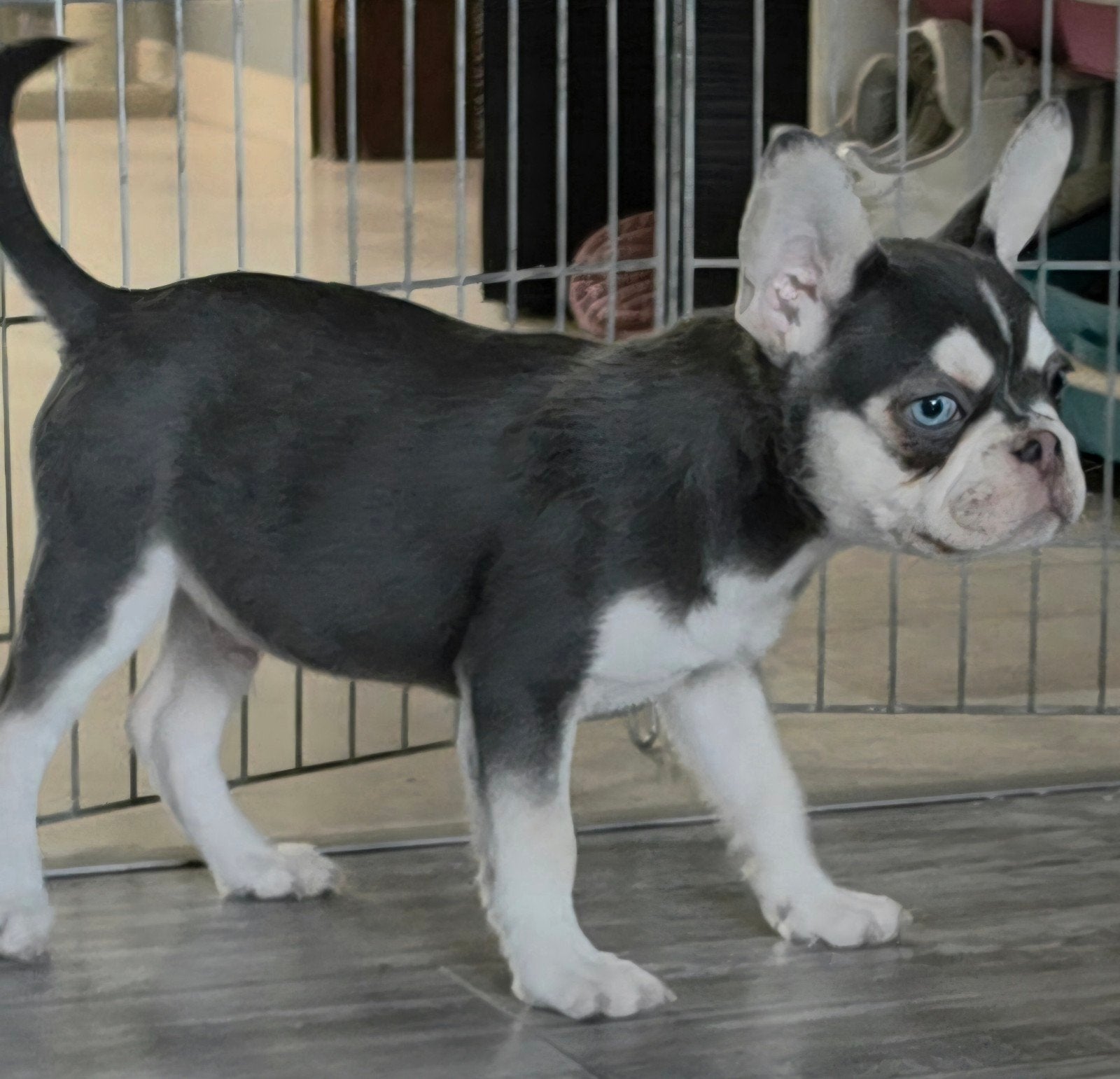 franse bulldog puppys blue eyes gezond, CDV (hondenziekte), 8 tot 15 weken, Bulldog, Meerdere