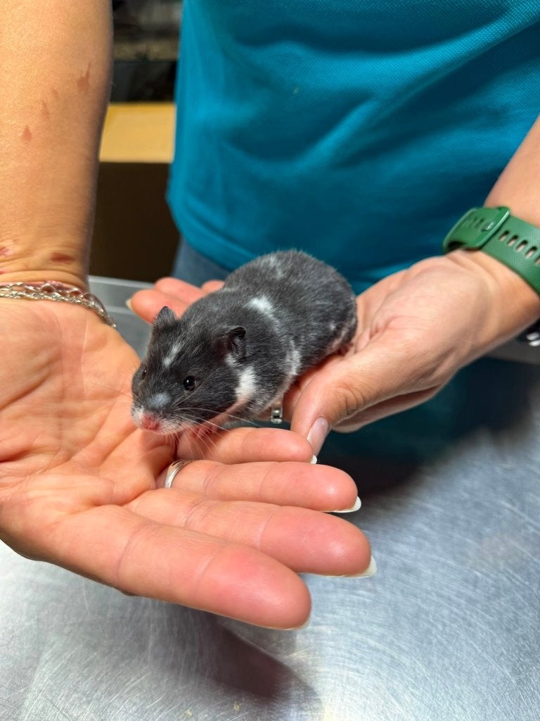Te koop super lieve jonge goudhamsters / Syrisch hamsters, Dieren en Toebehoren, Hamster, Juli, Vrouwelijk, Tam