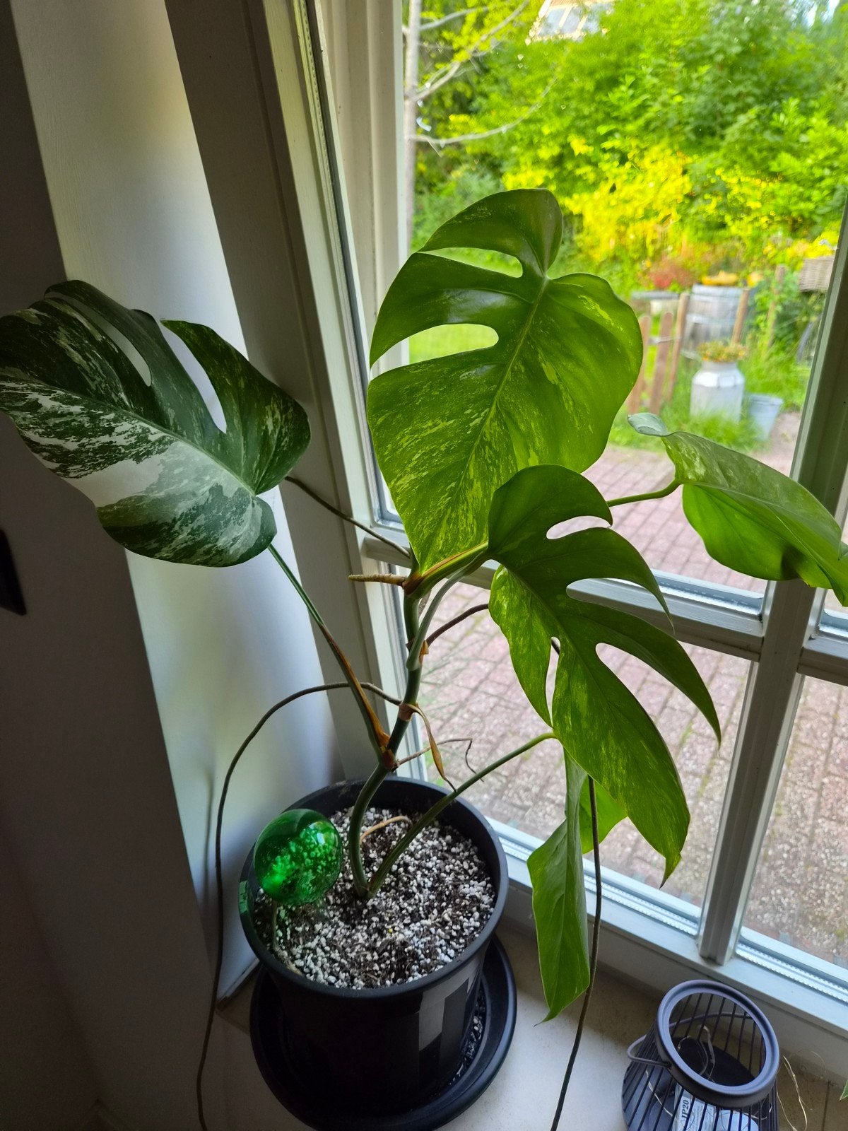 Monstera Deliciosa Variegata - Prachtige Kamerplant, Ophalen, Overige soorten, Halfschaduw, In pot