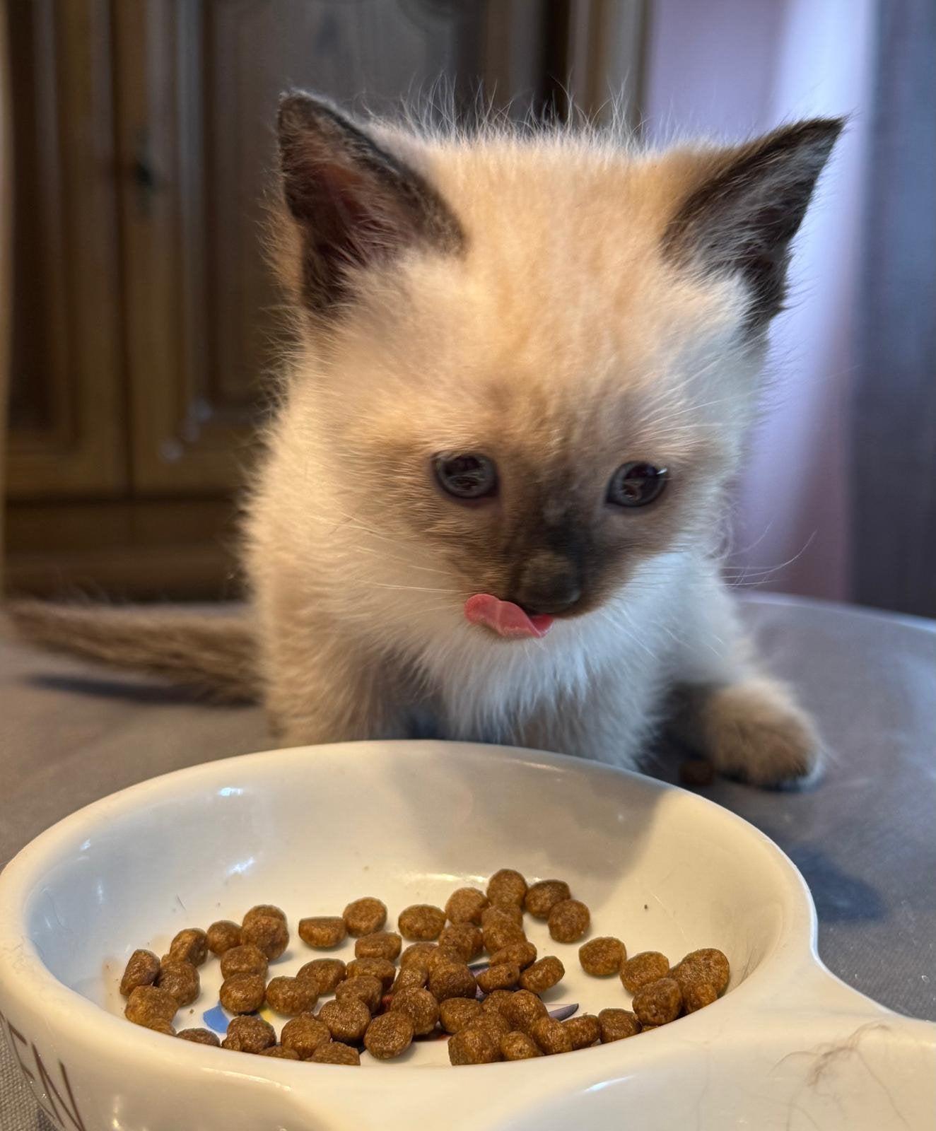 Siamese kitten, Kater, Ontwormd
